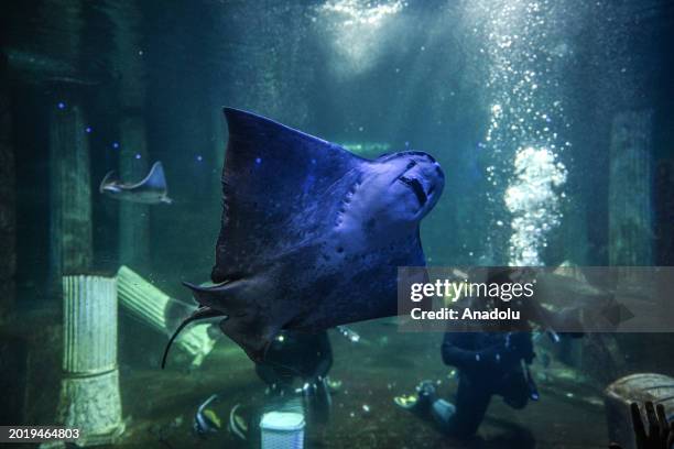 Stingray is seen gliding through the tunnel aquarium as industrial divers clean the 98-meter-long aquarium with a water capacity of 5 million liters...