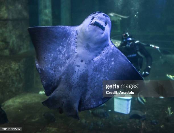 Stingray is seen gliding through the tunnel aquarium as industrial divers clean the 98-meter-long aquarium with a water capacity of 5 million liters...