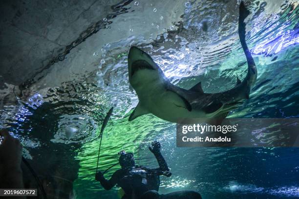 An industrial diver feeds a shark as he dives to clean the 98-meter-long aquarium with a water capacity of 5 million liters houses 12 thousand...