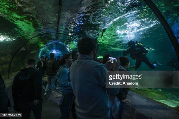 An industrial diver cleans the 98-meter-long aquarium with a water capacity of 5 million liters houses 12 thousand underwater creatures, located on...