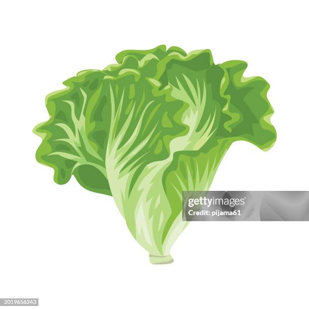 ilustrações de stock, clip art, desenhos animados e ícones de green lettuce bunch, vector illustration isolated on white background - alface