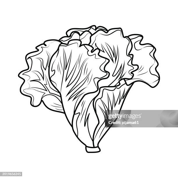 lettuce bunch, vector illustration isolated on white background - field guide book vector stock illustrations