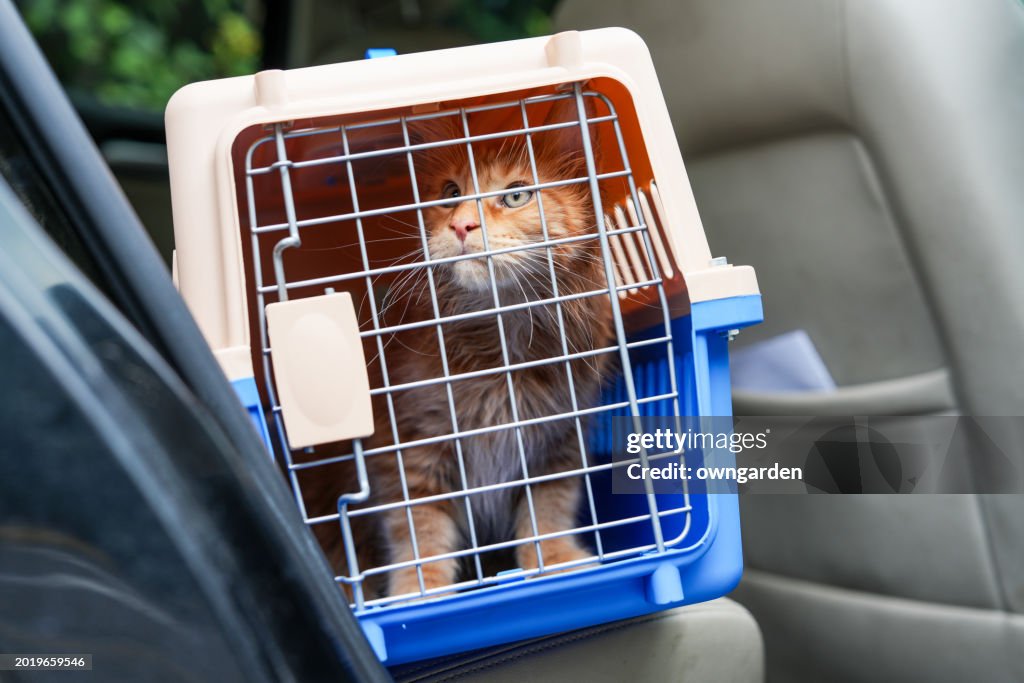 Maine Coon cat off to the vets in car