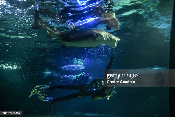 An industrial diver feeds a shark as he dives to clean the 98-meter-long aquarium with a water capacity of 5 million liters houses 12 thousand...