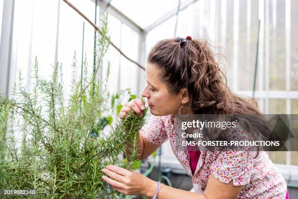mature woman is smelling fresh rosemary - romero fotografías e imágenes de stock