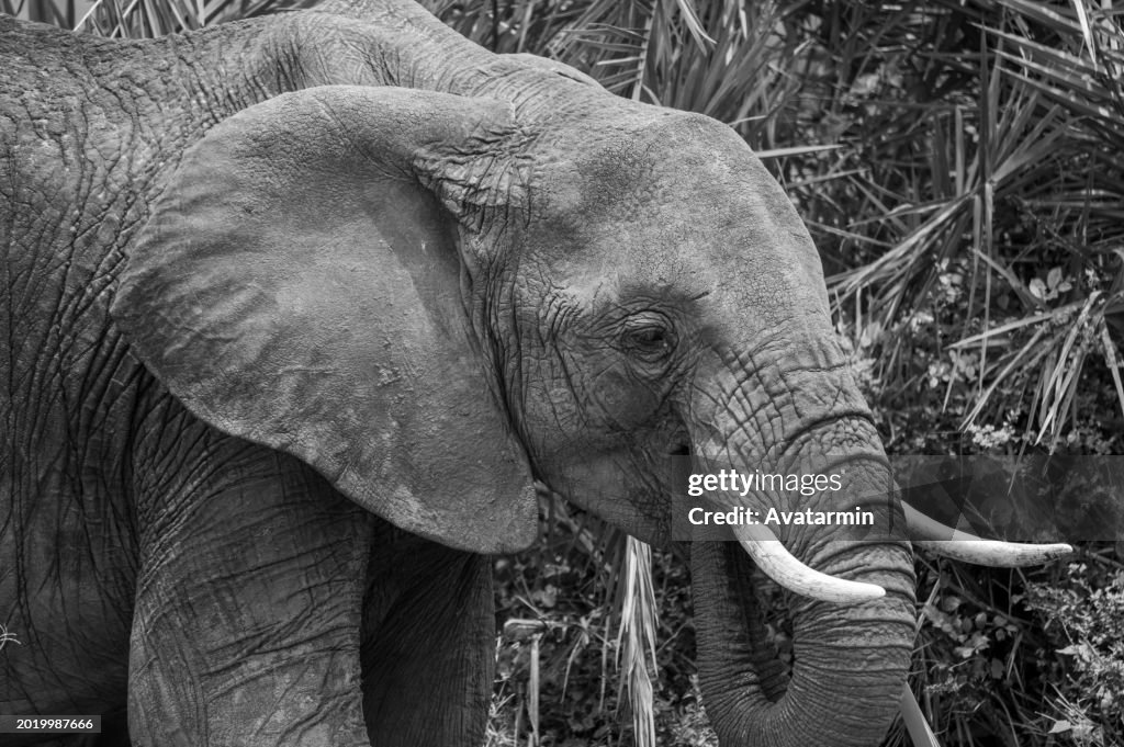 Elephants in Serengeti national park in Tanzania - Africa
