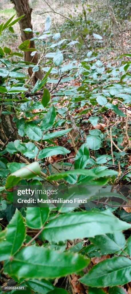 Oregon Grape ( Berberis aquifolium )