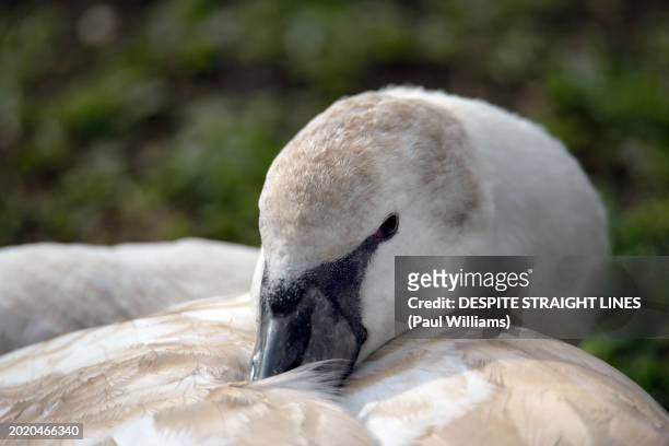 juvenile mute swan (cygnus olor) - cygnet stock pictures, royalty-free photos & images