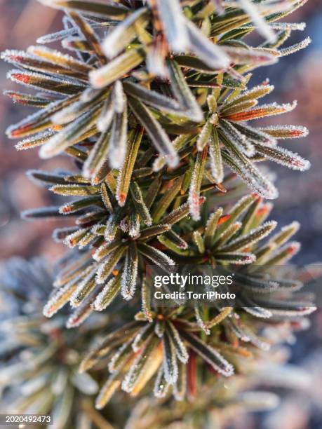 close-up of yew tree needles covered with frost in early spring - yew needles stock pictures, royalty-free photos & images