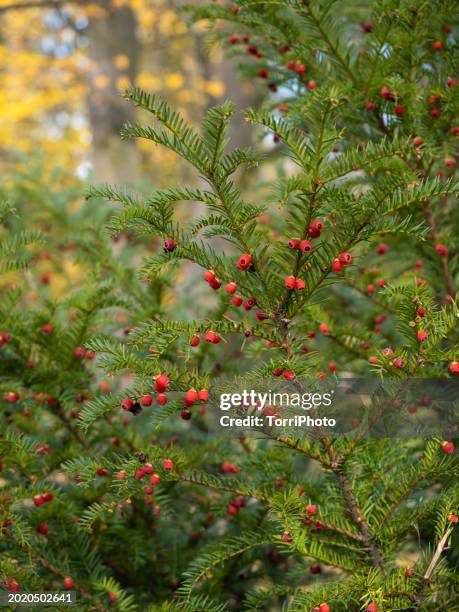 close-up yew with lot of red berries among the green needles on the branches of a bush - yew needles stock pictures, royalty-free photos & images