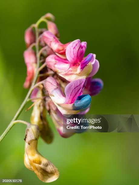 close-up pink flowers of legume plant st summer. lathyrus niger, black pea, blackening flat pea, black bitter vetch - wood bitter vetch stock pictures, royalty-free photos & images