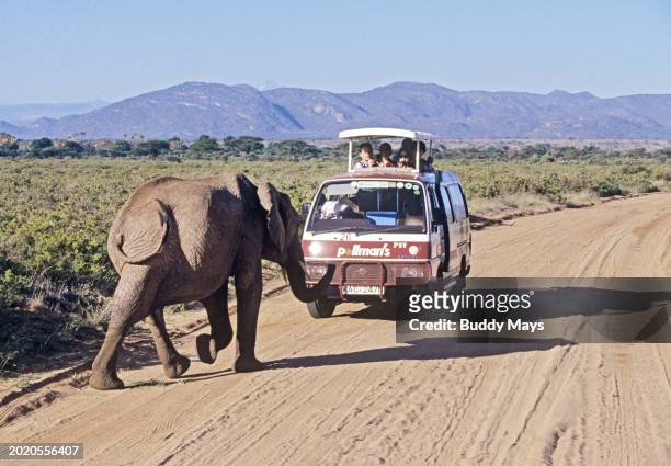 Minivan filled with people on photo safari have a head-on spat with a young elephant in Samburu National Reserve, Kenya, East Africa, 1995. .