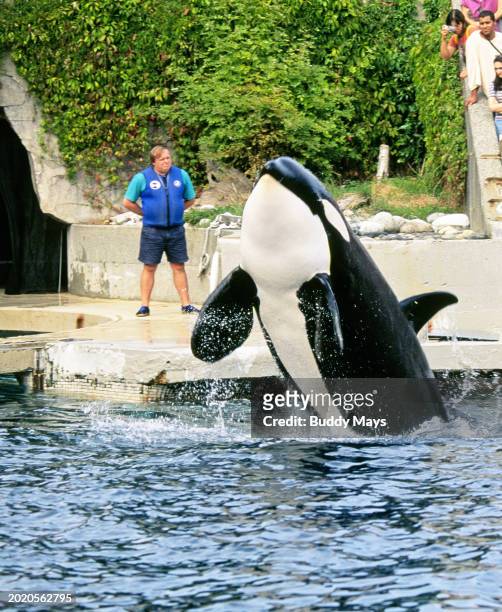 Trainer works with an orca or killer whale, at a large tank at the Vancouver Aquarium in Stanley Park in Vancouver, British Columbia, Canada, 1999. .