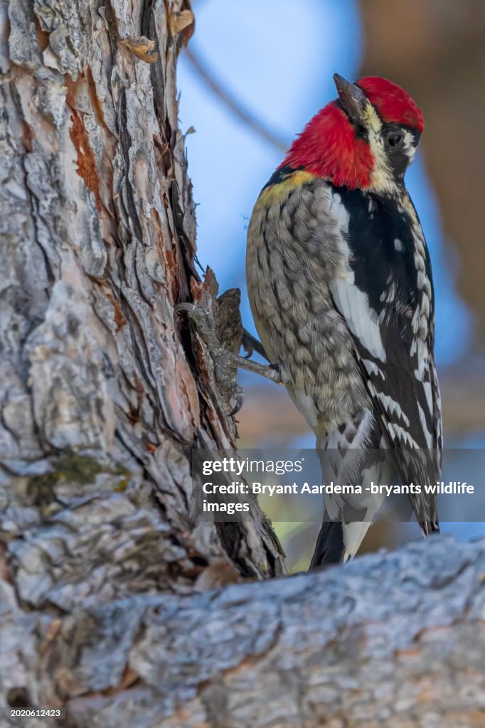 Red-Naped Sapsucker Portrait