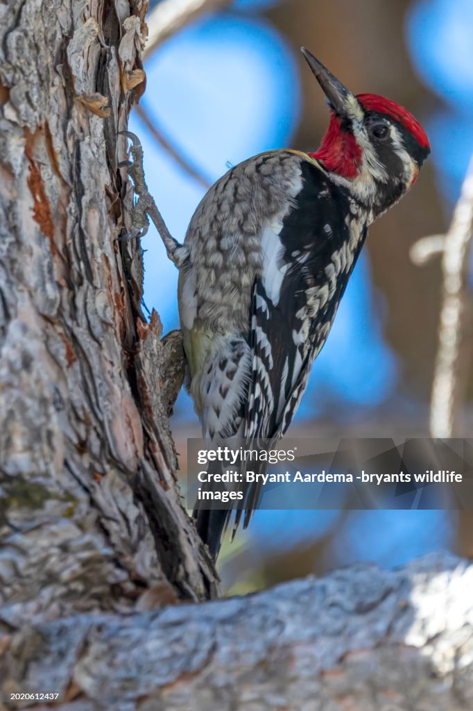 Searching Sapsucker