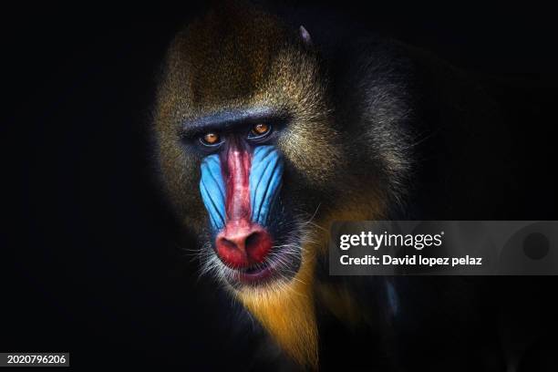 intense mandrill monkey looking straight ahead with vivid facial colors. - mandrill-habitat stock pictures, royalty-free photos & images