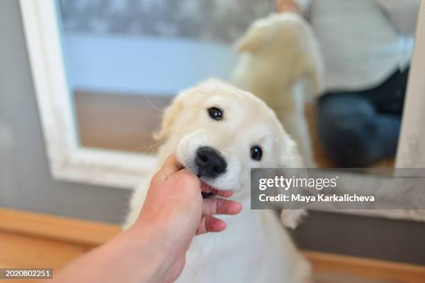 teething puppy bites human finger - perro faldero fotografías e imágenes de stock