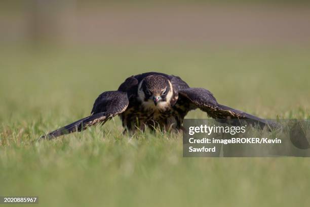 european hobby (falco subbuteo) adult bird mantling its prey on a grass field, england, united kingdom, europe - falco subbuteo stock pictures, royalty-free photos & images