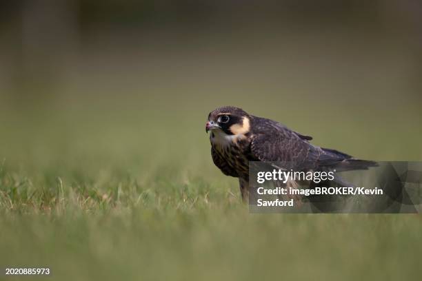 european hobby (falco subbuteo) adult bird on a grass field, england, united kingdom, europe - falco subbuteo stock pictures, royalty-free photos & images