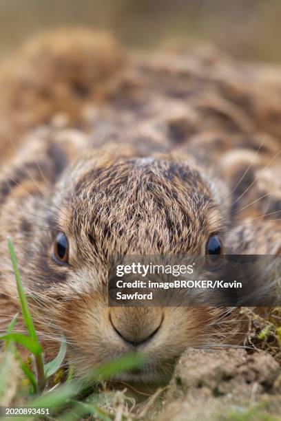 Leveritt Rabbit 120 Leveret Stock Photos, High-Res Pictures, and Images - Getty Images