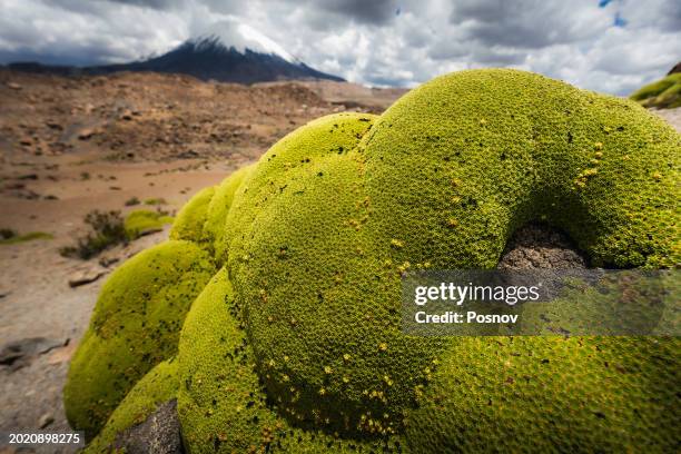 parinacota volcano and yareta - cushion plants stock pictures, royalty-free photos & images