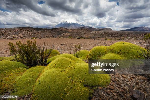 parinacota volcano and yareta - yareta stock pictures, royalty-free photos & images