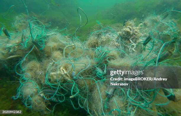 lost fishing net lies on seabed in green algae ulva on bright sunny day in sun glare in black sea, ghost gear pollution of seas and ocean, black sea, odessa, ukraine, europe - fondale marino foto e immagini stock
