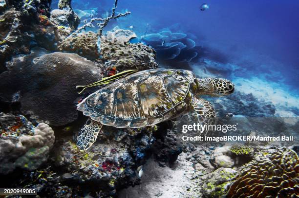 green turtle (chelonia mydas), and live sharksucker (echeneis naucrates), wakatobi dive resort, sulawesi, indonesia, asia - echeneis remora stock pictures, royalty-free photos & images