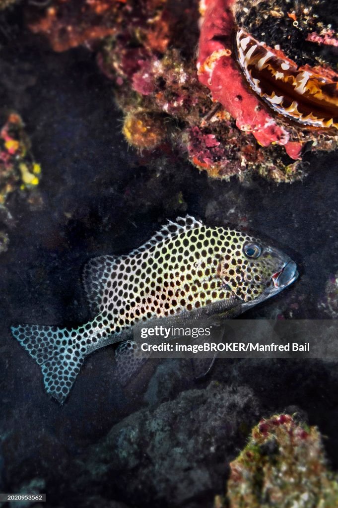Blackspotted rubberlip (Plectorhinchus gaterinus), and spiny oyster (Spondylus), Wakatobi Dive Resort, Sulawesi, Indonesia, Asia
