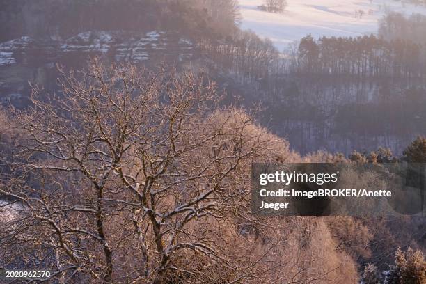 winter in the elbe sandstone mountains, trees in the morning light, saxony, germany, europe - anette dawn stock pictures, royalty-free photos & images