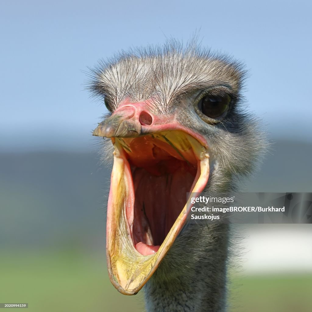 Common ostrich (Struthio camelus), portrait, with wide open beak, captive, Germany, Europe