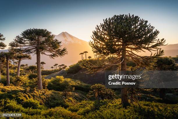 llaima volcano and monkey puzzle trees - monkey puzzle tree stock pictures, royalty-free photos & images