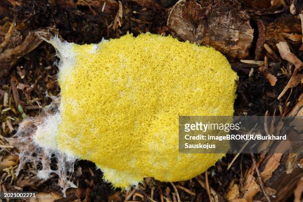 dog vomit slime mold (fuligo septica), witch's butter, yellow foamy fruiting body on tree stump, wilnsdorf, north rhine-westphalia, germany, europe - fuligo stockfoto's en -beelden