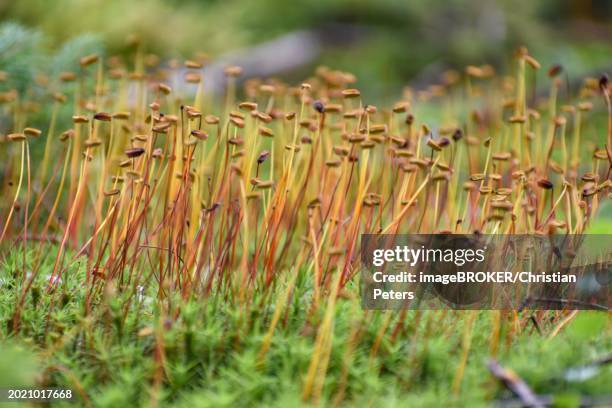 spore capsules of the golden lady's moss (polytrichum commune), seen in the pechschnait near traunstein, upper bavaria, germany, europe - esporângio imagens e fotografias de stock