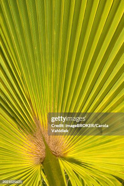 sunlit palm leaf in fan shape with striking texture and shadow play of the leaf veins, mexican fan palm (washingtonia robusta), fan palm, close-up, backlight, peguera or paguera, municipality of calvia, serra de tramuntana, south coast, majorca, spain - fan palm tree stock-fotos und bilder