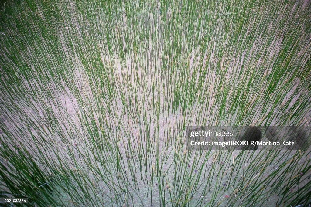 Bull Rushes Underwater Bulrushes In Lake Titicaca Puno Province Peru South America High-Res ...