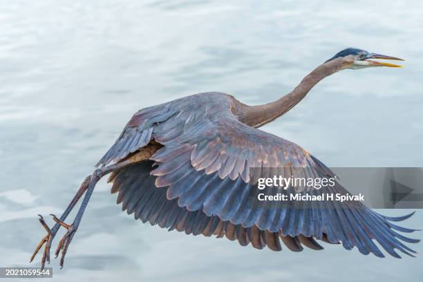 great blue heron - blue heron stock pictures, royalty-free photos & images