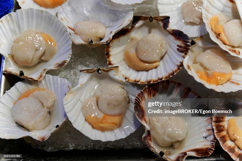 Scallops (Pecten maximus), Rialto weekly market market, Venice, Veneto, Italy, Europe
