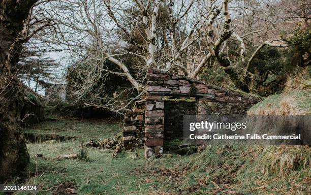 an abandoned outhouse lean to stone building, reclaimed by nature - reclaimed stock pictures, royalty-free photos & images
