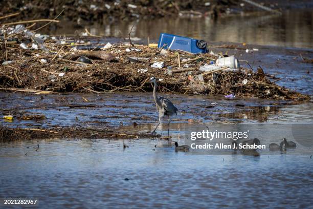 Long Beach, CA Following heavy rain in recent days, a great blue heron and other water fowl search for food amid runoff debris trapped in a trash...