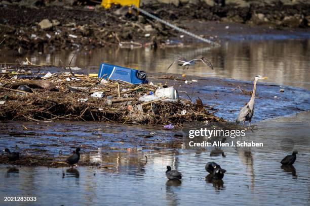 Long Beach, CA Following heavy rain in recent days, a great blue heron and other water fowl search for food amid runoff debris trapped in a trash...