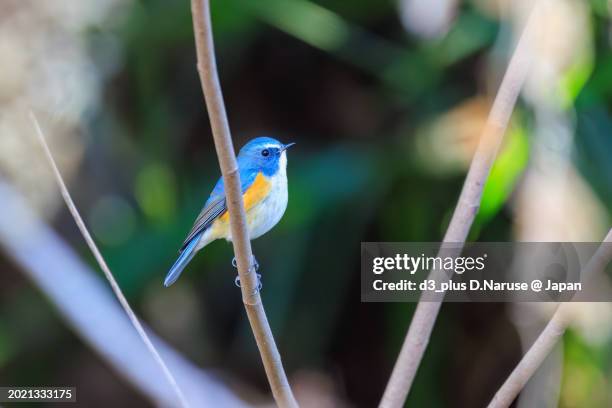 ヒマラヤルリビタキ,
ヒタキ,雛鳥,動物の行動,
鳥 ブルーバード,
ふわふわ,
さえずり, - 鳥 stockfoto's en -beelden