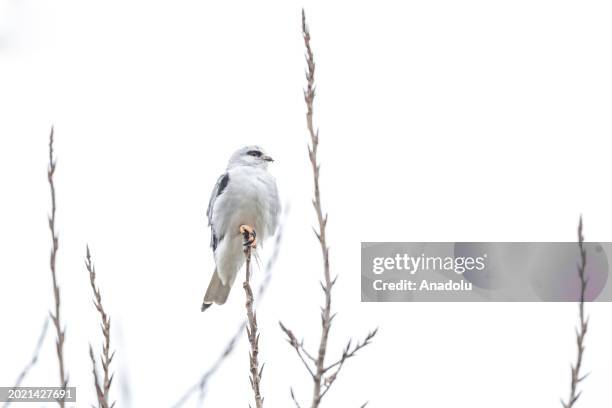 View of a black-winged kite also known as the ''black-shouldered kite'' with red eyes, rests on a branch during cold weather in Bursa, Turkiye on...