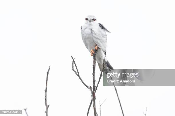 View of a black-winged kite also known as the ''black-shouldered kite'' with red eyes, rests on a branch during cold weather in Bursa, Turkiye on...