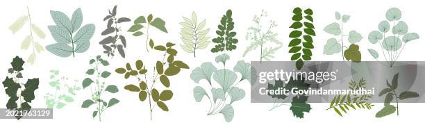 set of simple flat color green leaves elements. collection botanical vector isolated on white background suitable for wedding invitation, save the date, thank you, or greeting card. - hydrangea stock illustrations