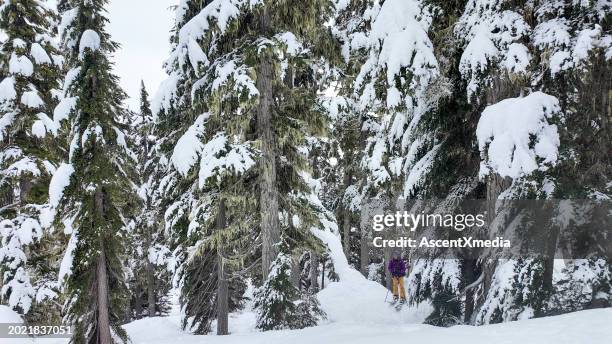 backcountry skier ascends track through forest - nordic skiing stock pictures, royalty-free photos & images