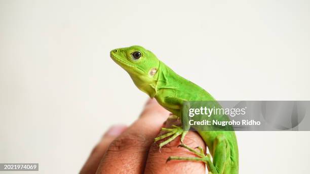 baby green iguana lizard sit on finger - reptil fotografías e imágenes de stock