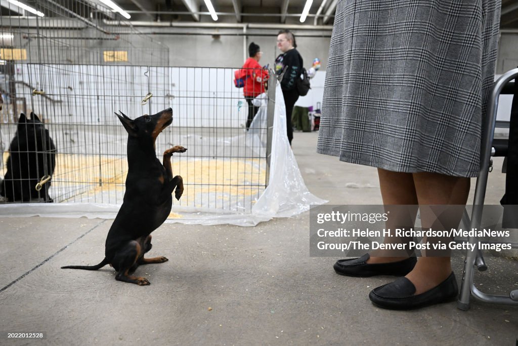 Colorado Kennel Dog Show