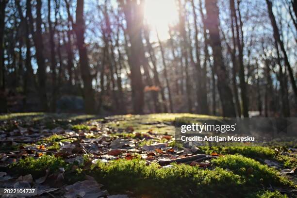 a serene forest scene during the daytime, with sunlight filtering through the bare trees and illuminating patches of vibrant green moss and fallen brown leaves - autumn internationals stock pictures, royalty-free photos & images
