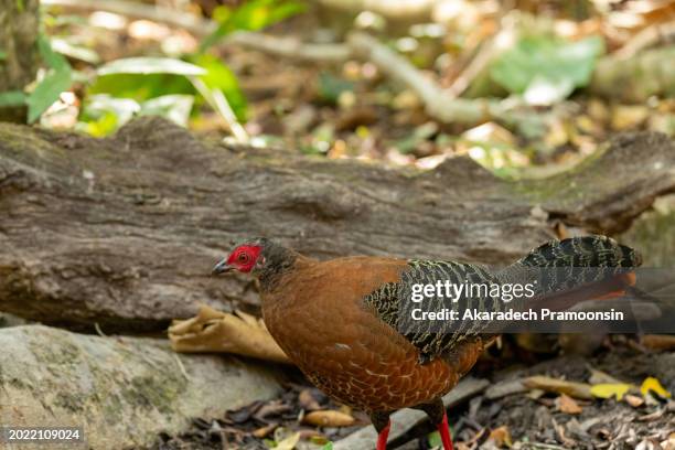female jungle fowl - gallus gallus stock pictures, royalty-free photos & images
